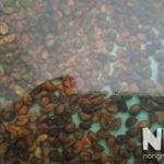 Ngâm hạt rau muống trong nước ấm