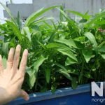 Thu hoạch khi rau muống đã dài
