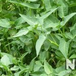 Công dụng của rau muống