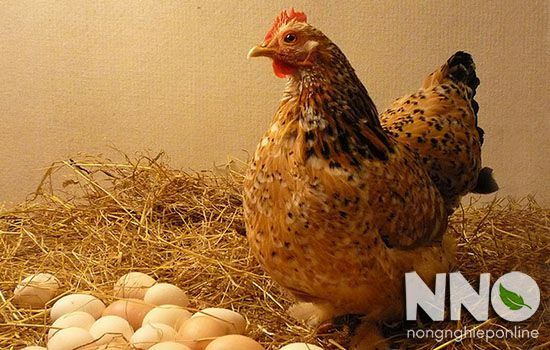 Trứng gà ấp bao nhiêu ngày thì nở