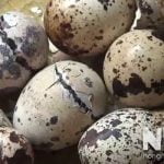 Ấp trứng chim cút