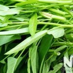 Cây rau muống lá tre
