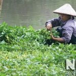 Rau muống trồng trong nước