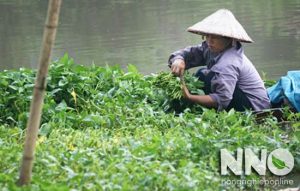Rau muống trồng trong nước