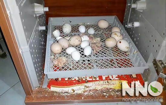Máy ấp trứng mini 200 trứng Mactech