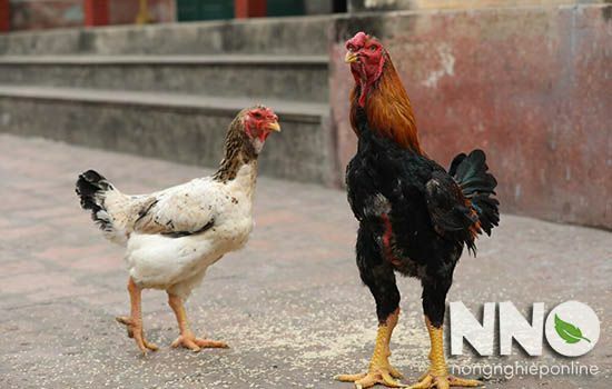 Gà ta là gà gì? Có bao nhiêu loại gà ta ở Việt Nam