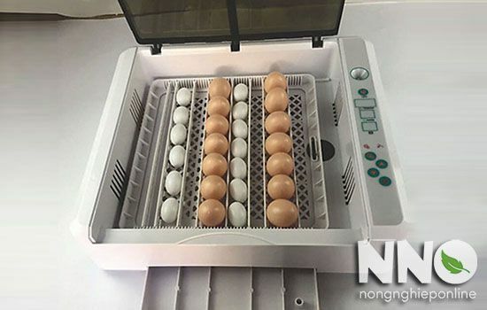 Trứng bị dập vỏ khi ấp bằng máy