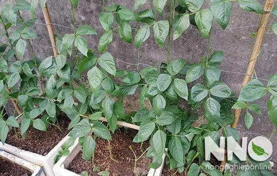 Bắc Giang Nông dân xã Tân Dĩnh tăng thu nhập nhờ trồng đậu đũa  Tạp chí  điện tử Bảo vệ Rừng và Môi trường