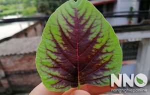 Hình ảnh cây rau dền (dền cơm, dền đỏ, dền xanh, dền khoang, dền gai)