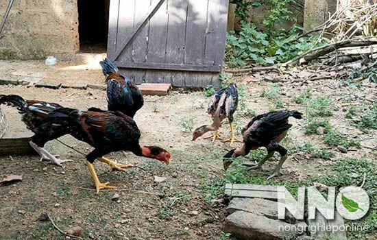 Cách phát âm của từ Rooster và Cock trong tiếng Anh là gì?
