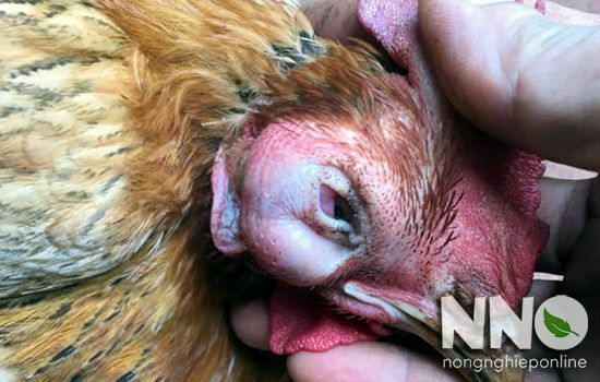Bệnh APV trên gà là bệnh gì