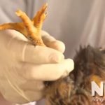 cách điều trị bệnh viêm khớp ở gà
