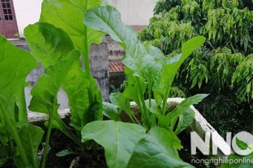 Cách trồng cải bó xôi chịu nhiệt trong thùng xốp tại nhà