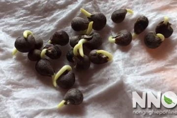 Cách gieo hạt đậu bắp, nên ngâm ủ hạt trước khi gieo