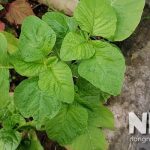 Rau dền tiếng anh là gì