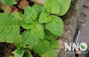 Rau dền tiếng anh là gì