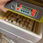 3 điều khi sử dụng máy ấp trứng gà cần lưu ý