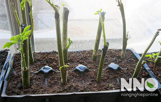 Cách trồng chùm ngây bằng giâm cành