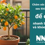 Cách chăm sóc cây quất đê rcây nhanh ra rễ và khỏe mạnh