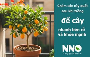 Cách chăm sóc cây quất đê rcây nhanh ra rễ và khỏe mạnh