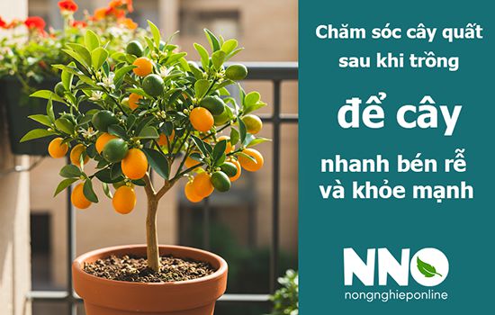 Cách chăm sóc cây quất đê rcây nhanh ra rễ và khỏe mạnh