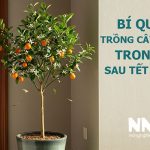 Bí quyết trồng cây quất trong nhà sau tết