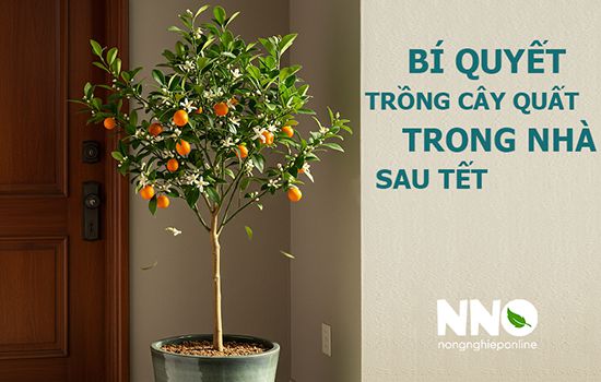 Bí quyết trồng cây quất trong nhà sau tết