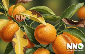 Phòng và trị bệnh phổ biến trên cây quất