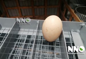 Cấu tạo máy ấp trứng mini