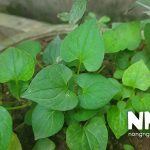 Cách trồng rau diếp cá tại nhà