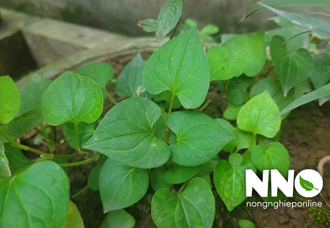 Cách trồng rau diếp cá tại nhà