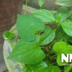 Cách trồng rau diếp cá tại nhà