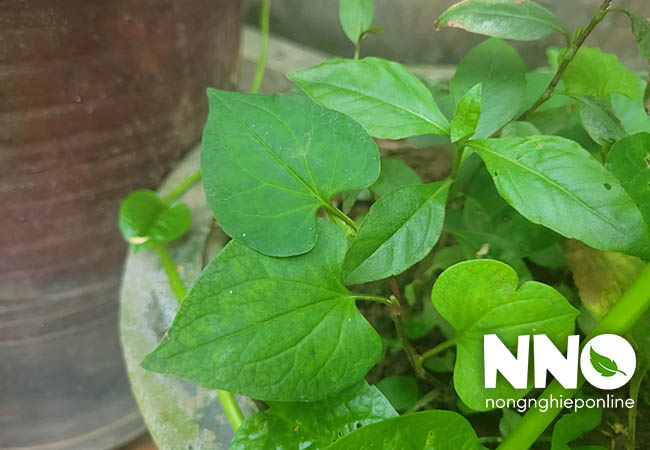 Cách trồng rau diếp cá tại nhà