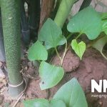 Cách trồng rau diếp cá tại nhà