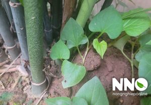 Cách trồng rau diếp cá tại nhà