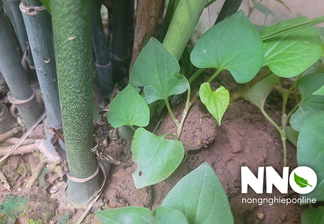 Cách trồng rau diếp cá tại nhà