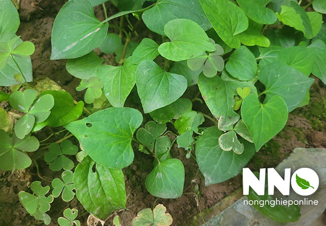 Cách trồng rau diếp cá tại nhà