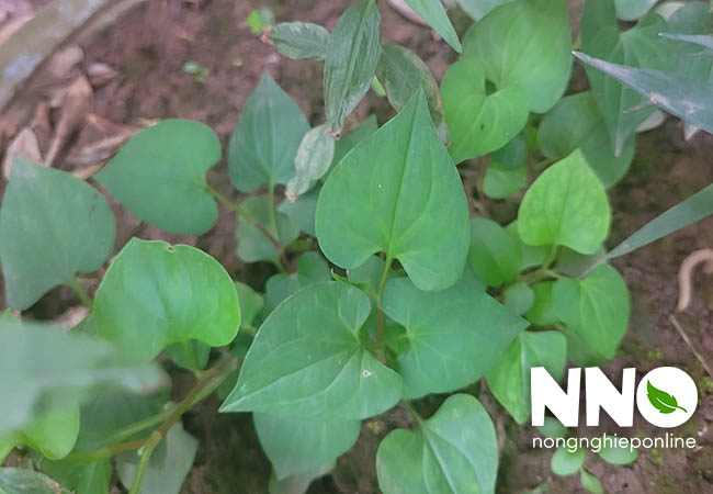 Cách trồng rau diếp cá tại nhà
