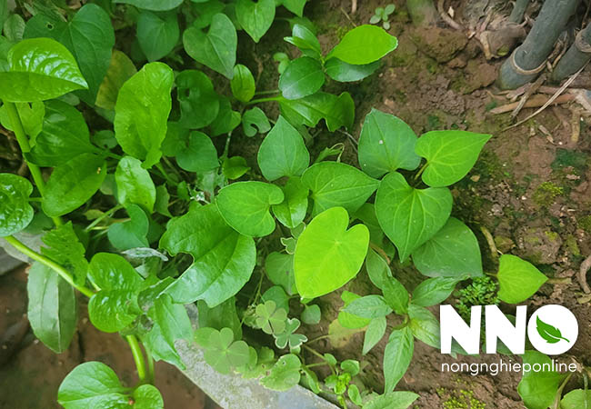 Cách trồng rau diếp cá tại nhà