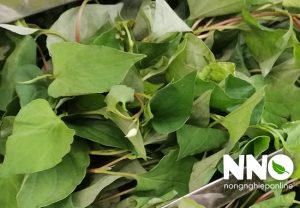 Rau diếp cá