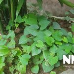Cây rau diếp cá