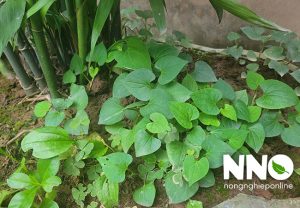 Cây rau diếp cá