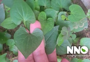 Rau diếp cá