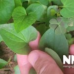 Rau diếp cá