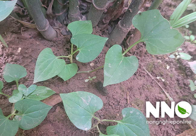 Rau diếp cá có tác dụng gì