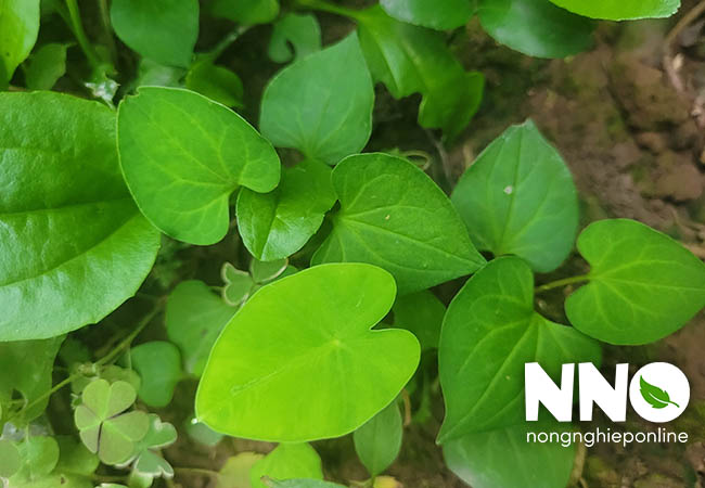 Rau diếp cá