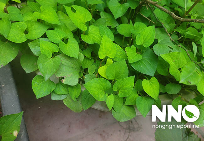 Rau diếp cá