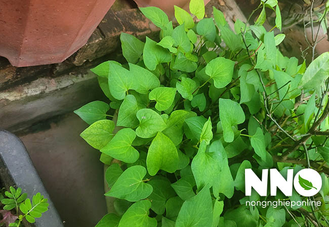 Rau diếp cá