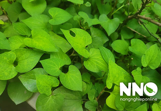 Rau diếp cá