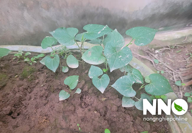 Cây rau diếp cá